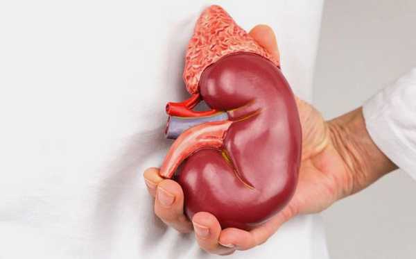 Показатели почек в биохимии, многопрофильная клиника МедПросвет