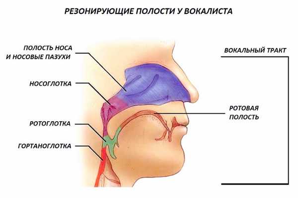 голосовые резонаторы, резонирование звука при пении, резонанс в вокале, носовой резонатор, головной резонатор, гортань, глотка, гортаноглотка, глоточный резонатор, как петь громко, вокал