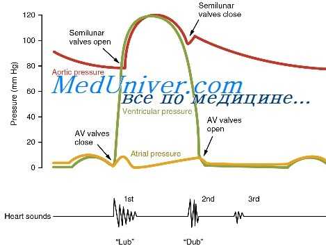 шумы сердца