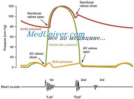 пресистолический шум верхушки сердца