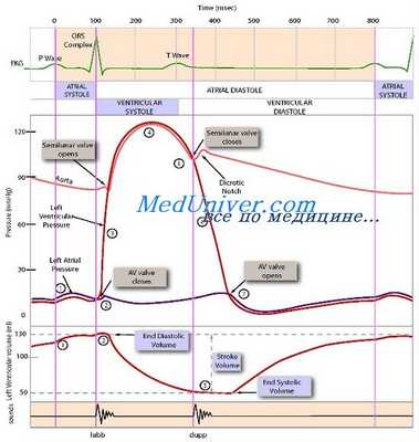 шумы сердца на фкг