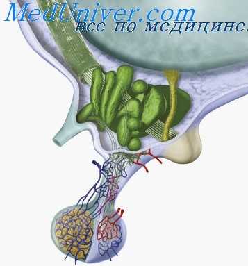 болезнь симмондса