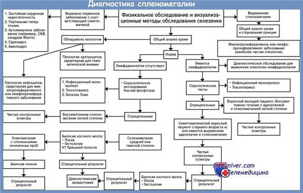 Размеры селезенки в норме у детей