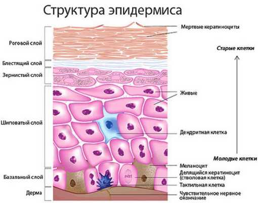 Структура эпидермиса