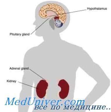 гиперплазия коры надпочечников