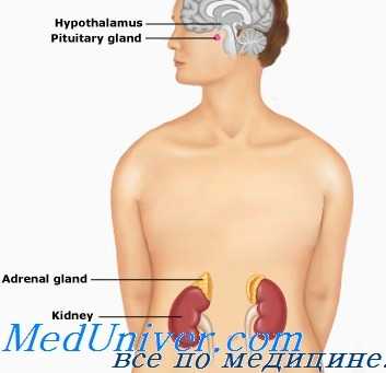 гиперплазия коры надпочечников