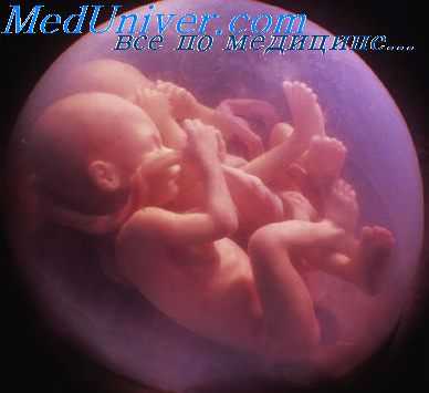 диссоциаця в развитии плодов