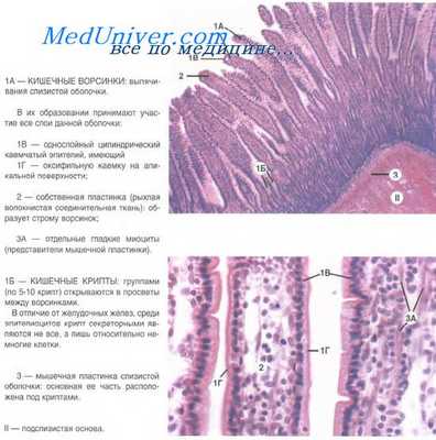 Гистология тонкой кишки