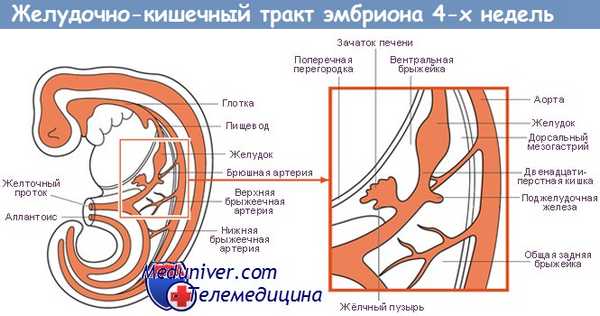 Формирование желудочно-кишечного тракта у эмбриона 4-х недель