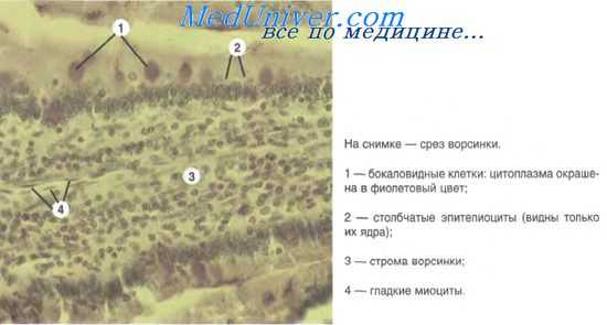 Гистология толстой кишки у плода