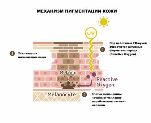 Механизм пигментации.jpg