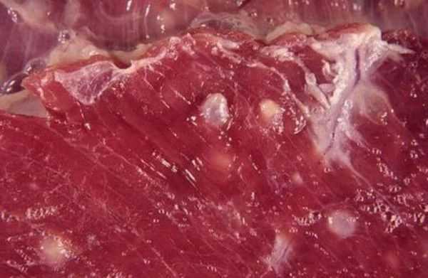 Мясо с личинками свиного цепня