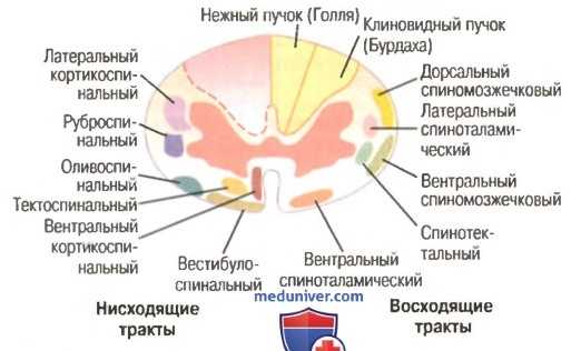 Боль при синдроме Броун-Секара. Головная боль
