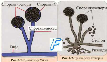 Сепсис. Септицемия. Септикопиемия. Токсинемия. Нейропробазия.