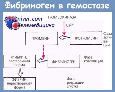 фибриноген в гемостазе