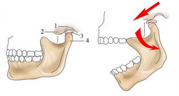 функция челюстного сустава