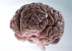 извилины мозга