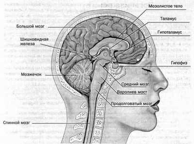 Отделы головного мозга