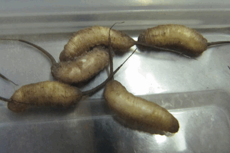 Дыхание насекомых - «Крыски»