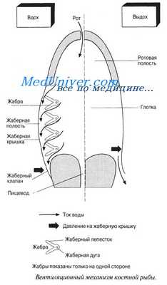 дыхание рыб