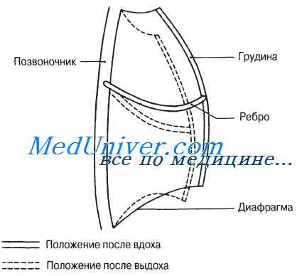 движение грудной клетки