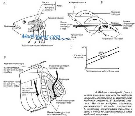 дыхание рыб