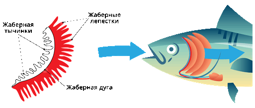 Жабры.png
