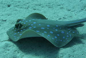 blue-spotted-stingrays-ge7f713d5f_640.png