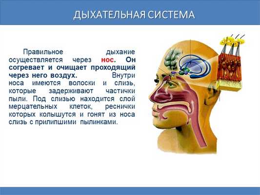 Дыхательная система Правильное дыхание осуществляется через нос. Он сог. 