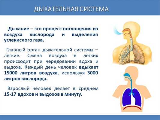 Дыхательная система Дыхание - это процесс поглощения из воздуха кислорода. 