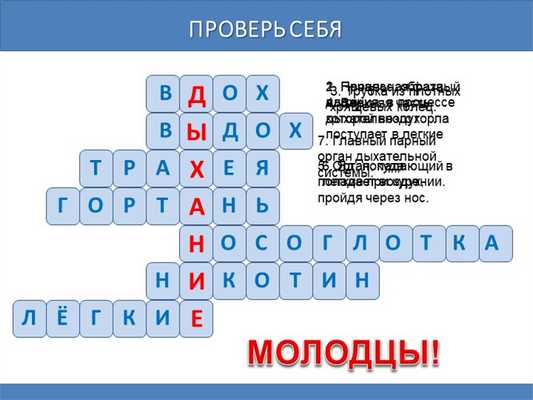 Проверь себя1. Начальная фаза дыхания, в процессе которой воздух поступает в . 