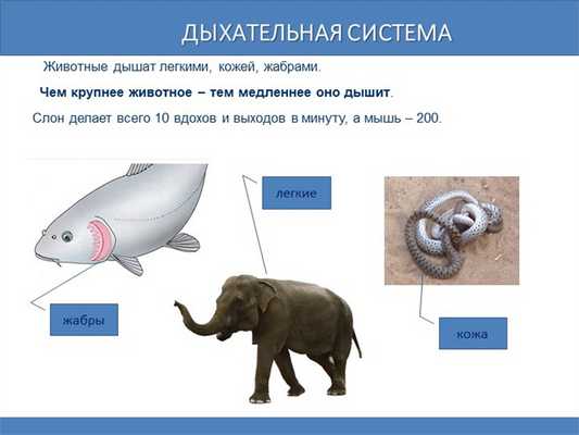 Дыхательная система Животные дышат легкими, кожей, жабрами. Чем крупнее. 