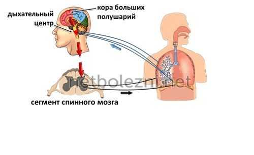 Взаимосвязь дыхательного центра с мозгом