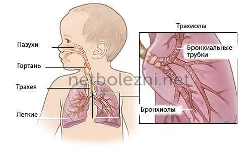 Органы дыхания у ребенка