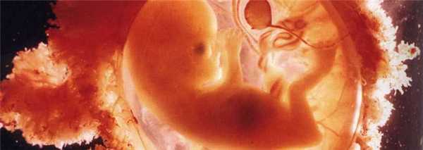 Формирование скелета плода