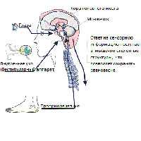 Вестибулярный синдром