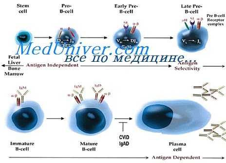 мрнк антител