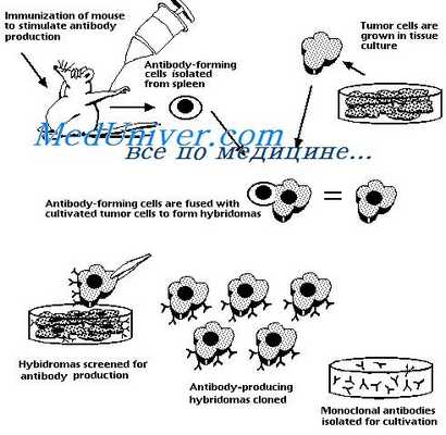 трансляция мрнк