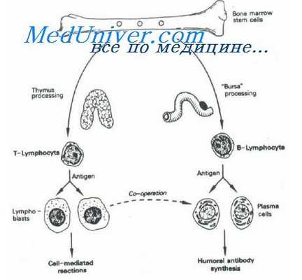 синтез антител