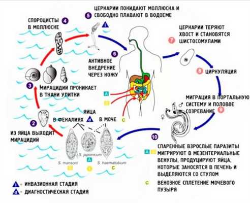 Жизненный цикл шистосомы