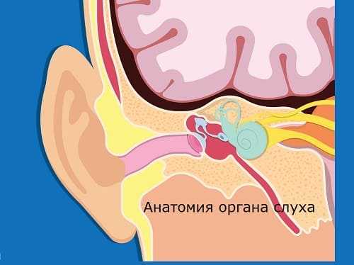 Анатомия уха