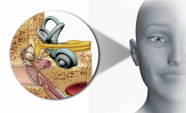 Схематическое изображение внутреннего уха