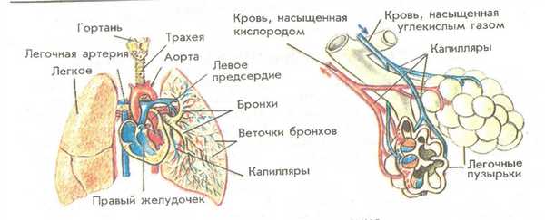 строение легких