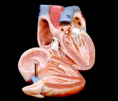 УЗИ клапанов сердца