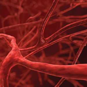 Кровеносные сосуды