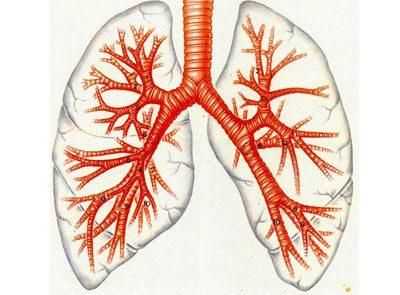 Ттрахеобронхиальное дерево