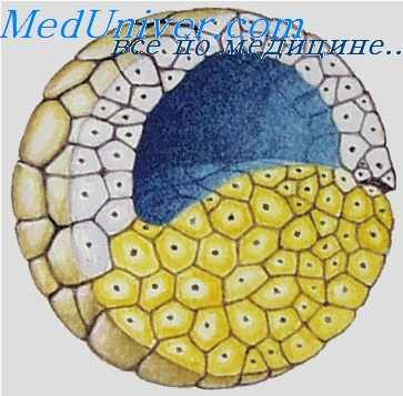 дробление зиготы