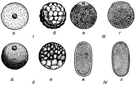 Типы яиц и способы их дробления