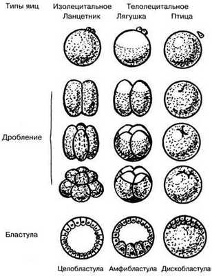 Типы яиц и соответствующие им типы дробления