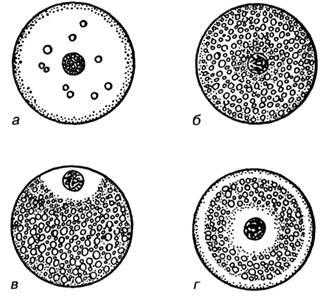 Типы яйцеклеток по количеству и расположению желтка, а - алецитальная; б - гомолецитальная (изолецитальная); в - телолецитальная; г - центролецитальная